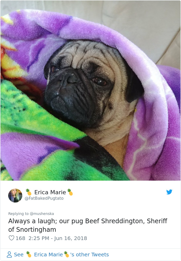 Funny-Pet-Names Funny-Pet-Names