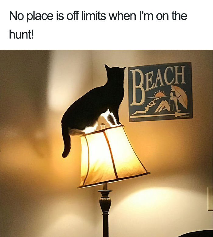 Включи выключи котов. Кот выключает свет. Кот на позорной доске. Провинившийся котик. Naughty Cat.