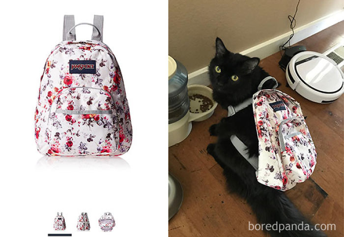 My Wife Ordered A Backpack From Amazon To Use As A Carry On. Cat For Scale