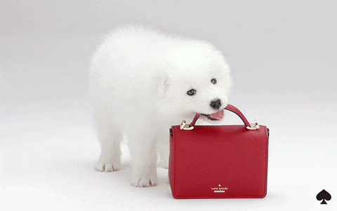 dog with handbag