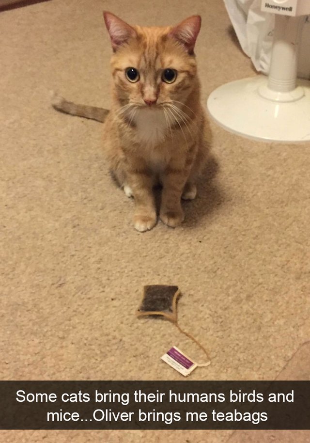 Cat brought his person a teabag