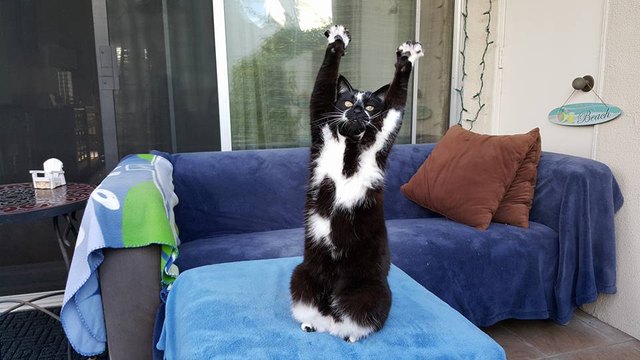Cat sitting with his arms stretched up