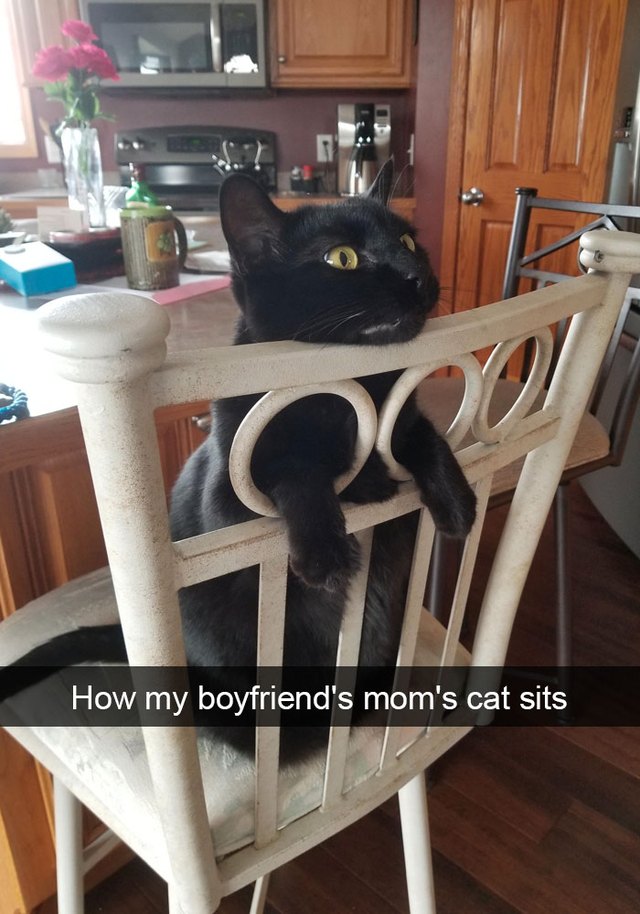Cat sitting in a chair backwards so his arms poke out of the chair