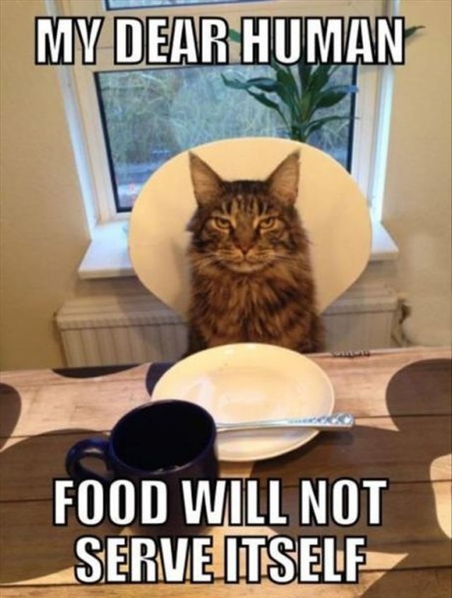 22 Cats Who Think They
