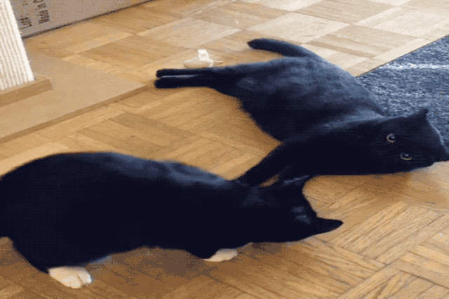 black cats holding paws