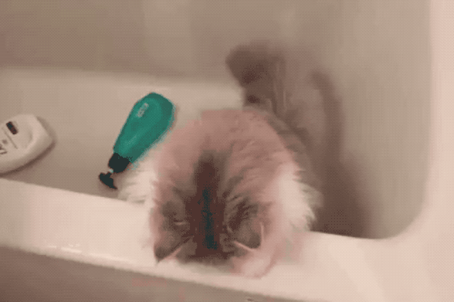 cat in bath tub looking shocked