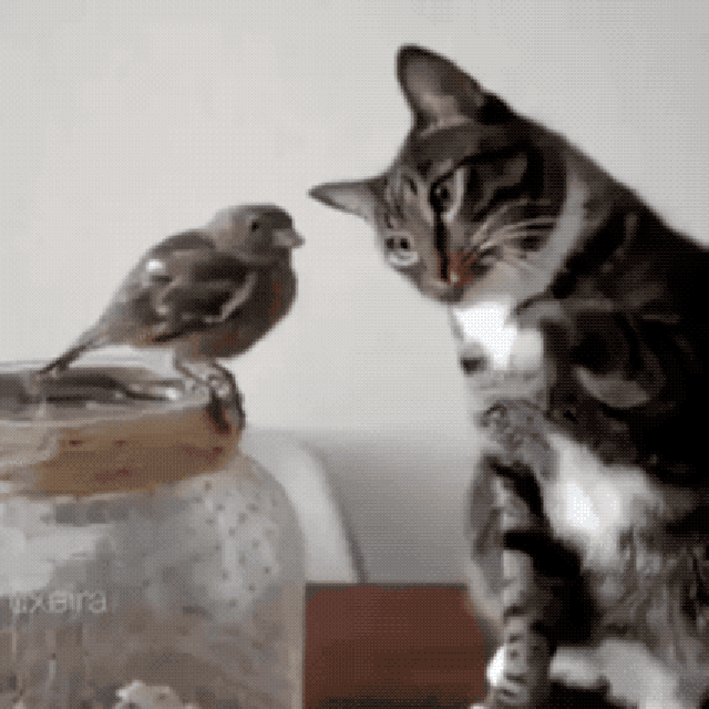 cat gently petting bird