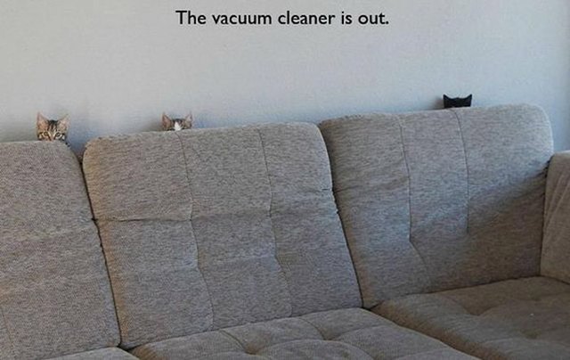 Cats hiding from the vacuum cleaner behind the couch