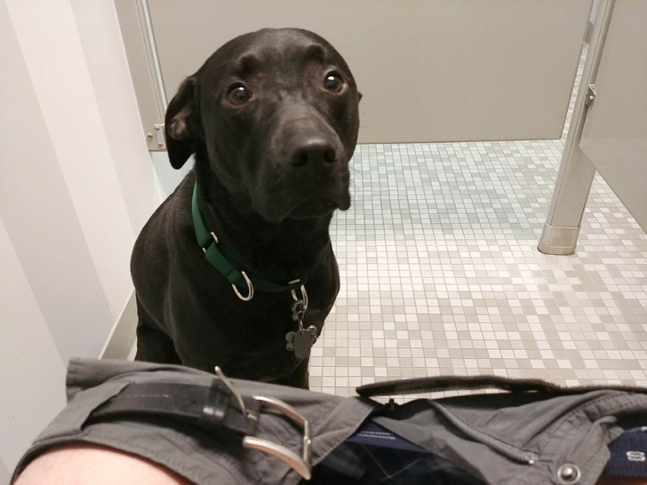 25 Dogs Who Were Caught at the Most Unexpected Moment