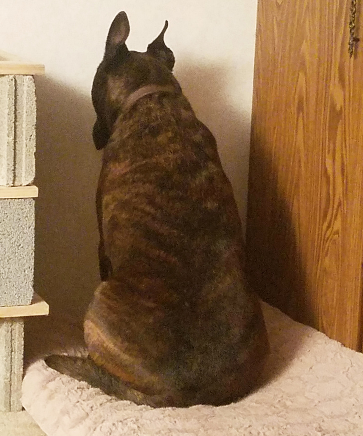 25 Dogs Who Were Caught at the Most Unexpected Moment