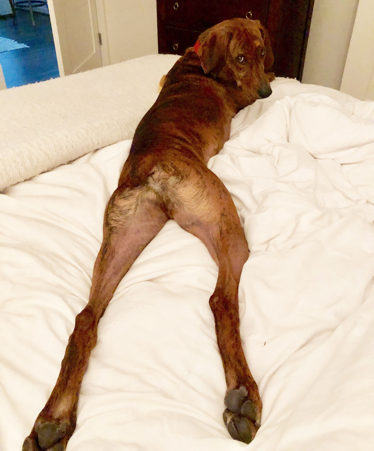 25 Dogs Who Were Caught at the Most Unexpected Moment