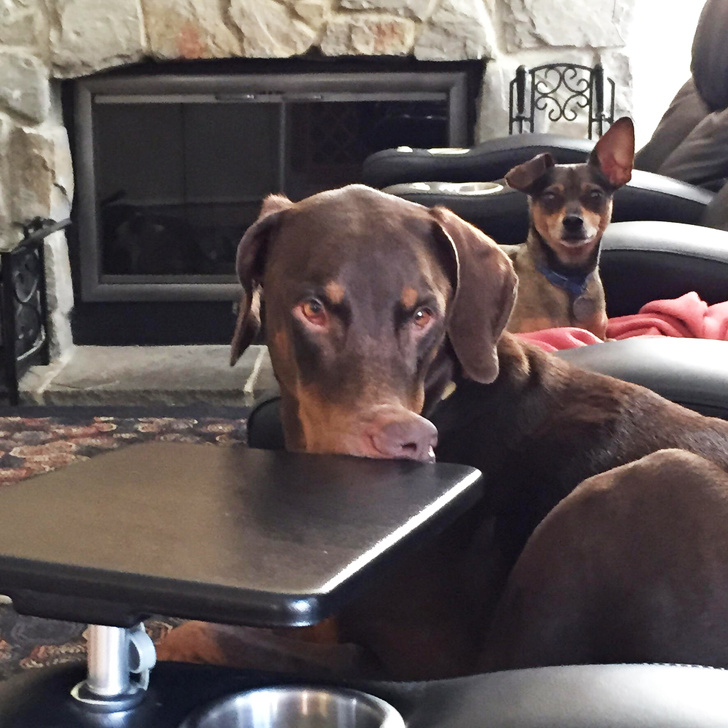 25 Dogs Who Were Caught at the Most Unexpected Moment