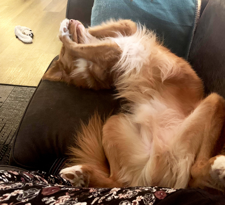 25 Dogs Who Were Caught at the Most Unexpected Moment