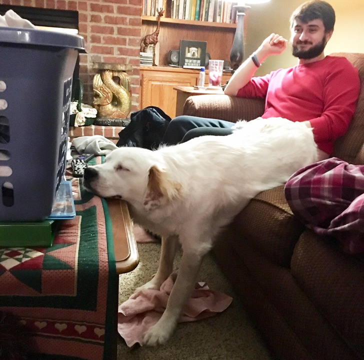 25 Dogs Who Were Caught at the Most Unexpected Moment