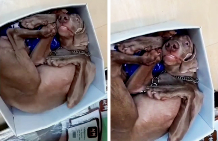 25 Dogs Who Were Caught at the Most Unexpected Moment