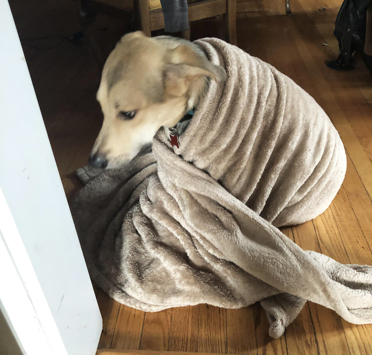 25 Dogs Who Were Caught at the Most Unexpected Moment