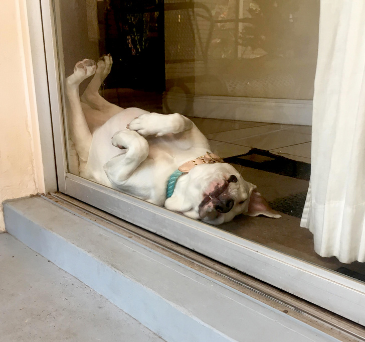 25 Dogs Who Were Caught at the Most Unexpected Moment