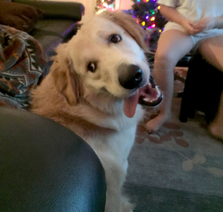 25 Dogs Who Were Caught at the Most Unexpected Moment