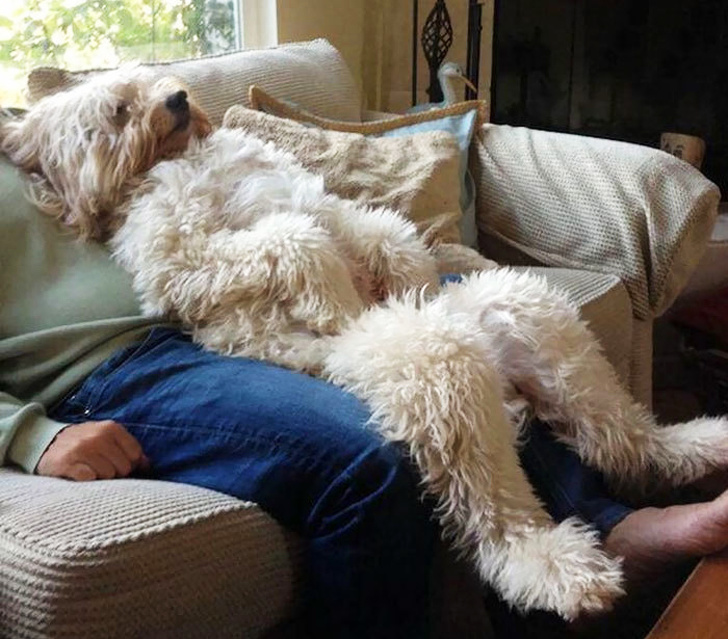 25 Dogs Who Were Caught at the Most Unexpected Moment