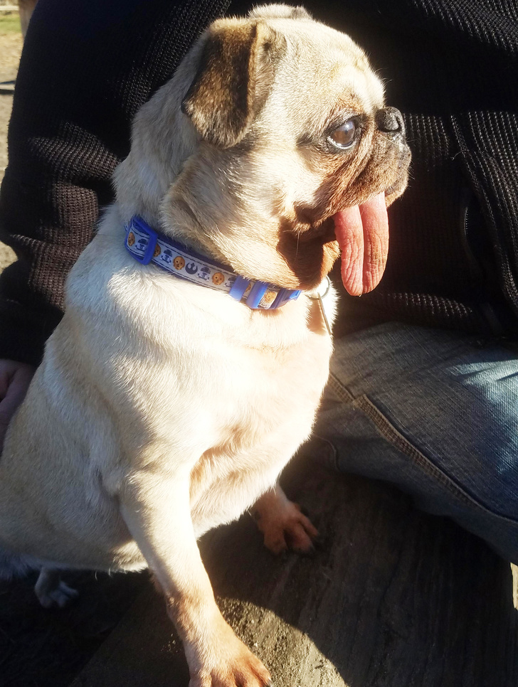 25 Dogs Who Were Caught at the Most Unexpected Moment