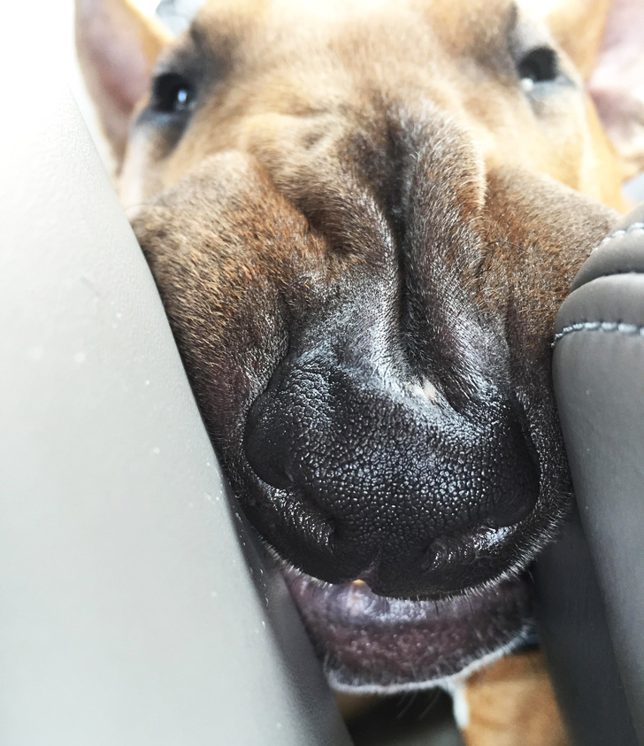 25 Dogs Who Were Caught at the Most Unexpected Moment