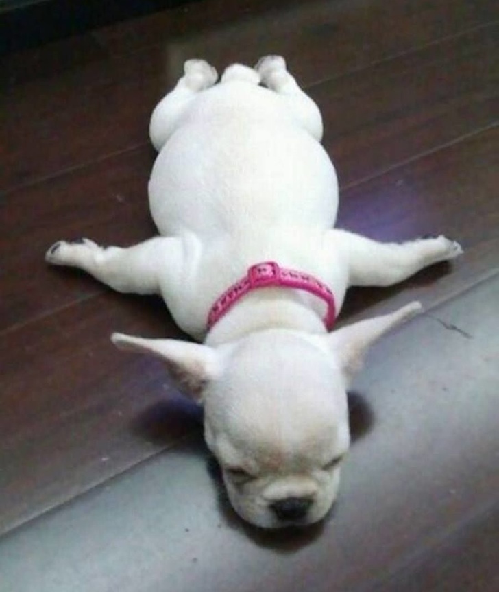 25 Dogs Who Were Caught at the Most Unexpected Moment