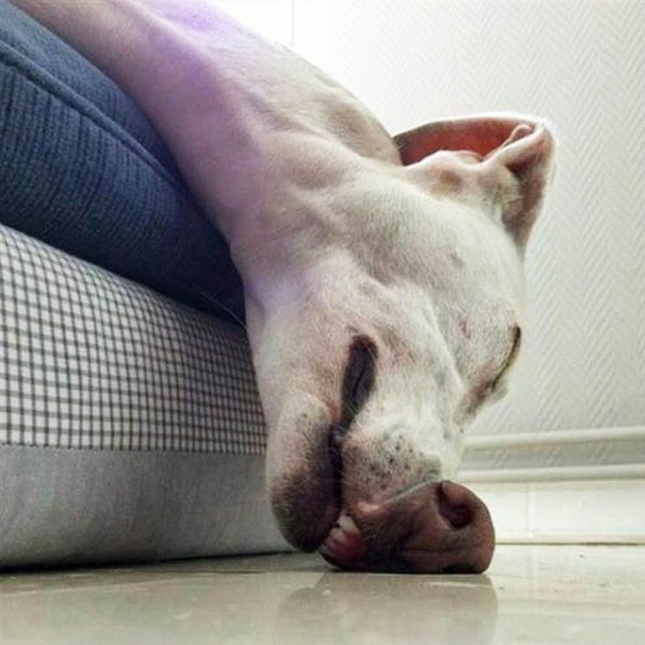 25 Dogs Who Were Caught at the Most Unexpected Moment