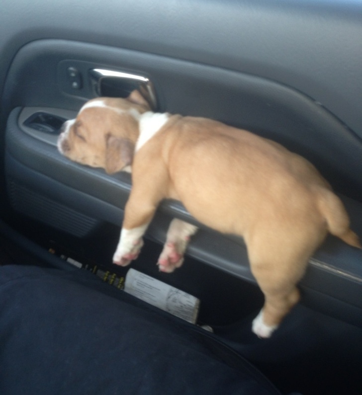 25 Dogs Who Were Caught at the Most Unexpected Moment