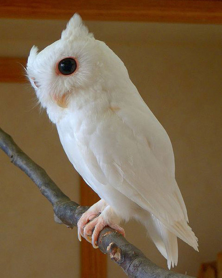 24 Albino Animals Who Are As Real As Your Life