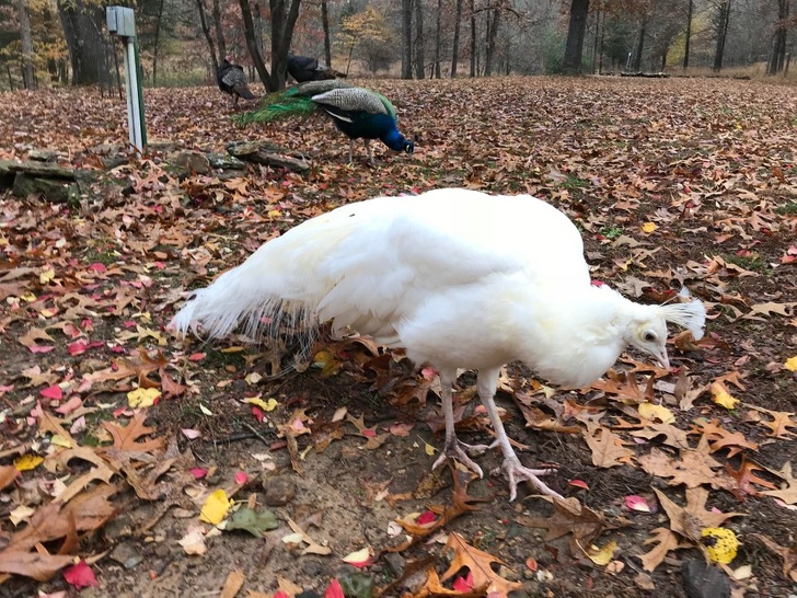 24 Albino Animals Who Are As Real As Your Life