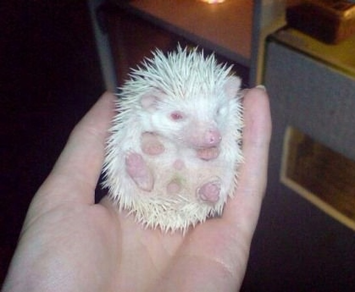 24 Albino Animals Who Are As Real As Your Life