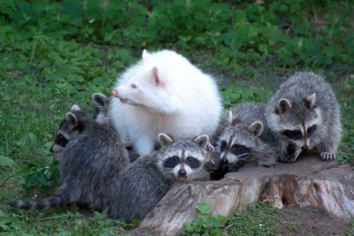 24 Albino Animals Who Are As Real As Your Life