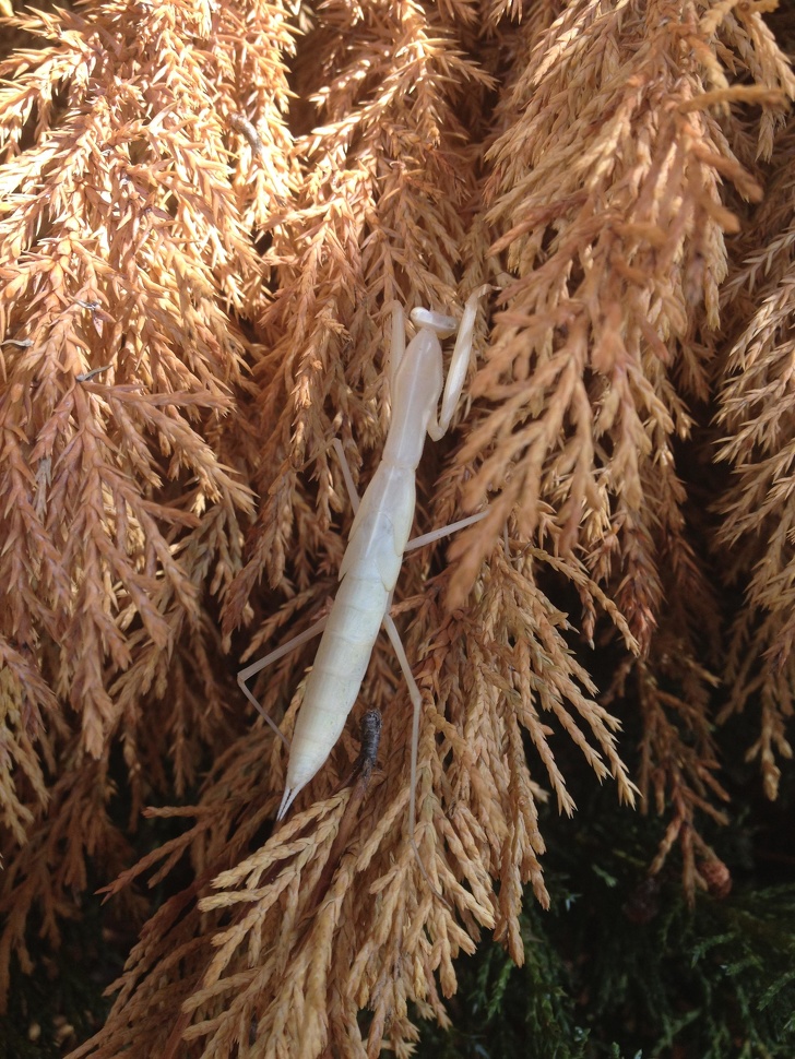 24 Albino Animals Who Are As Real As Your Life