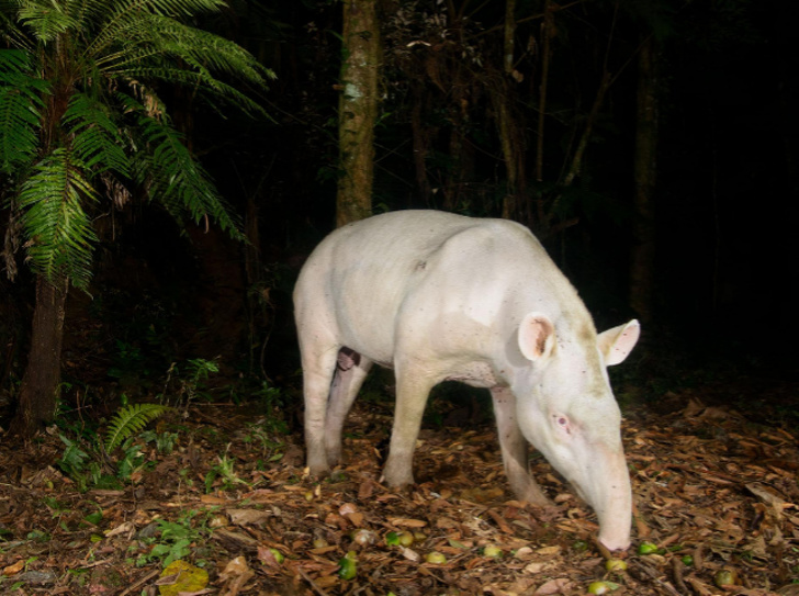 24 Albino Animals Who Are As Real As Your Life