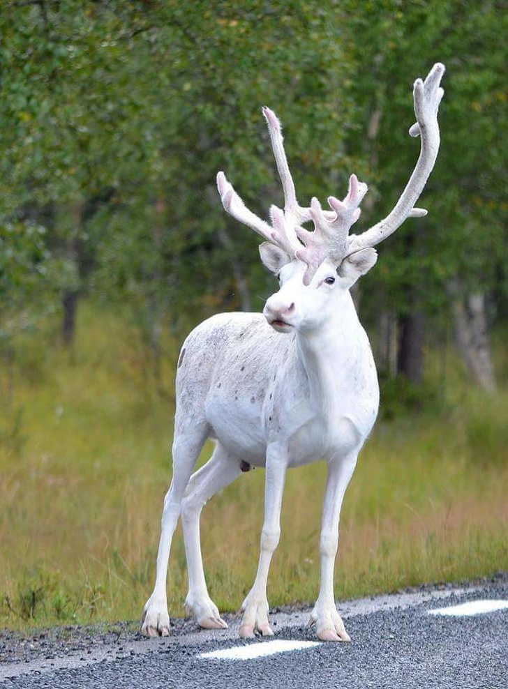 24 Albino Animals Who Are As Real As Your Life