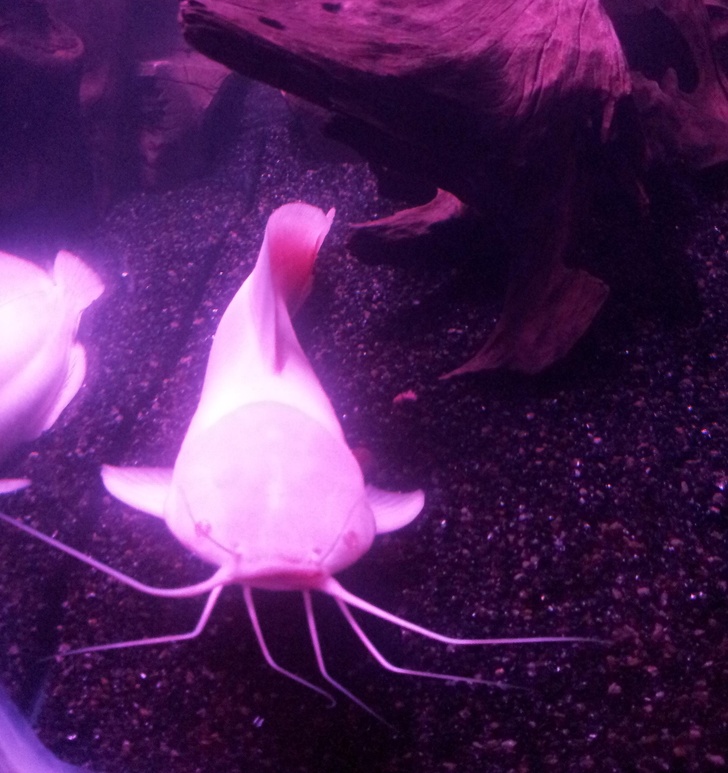 24 Albino Animals Who Are As Real As Your Life