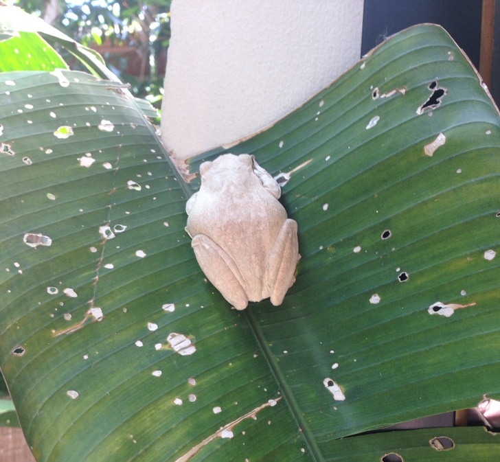 24 Albino Animals Who Are As Real As Your Life