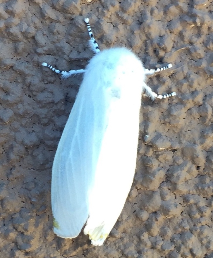 24 Albino Animals Who Are As Real As Your Life