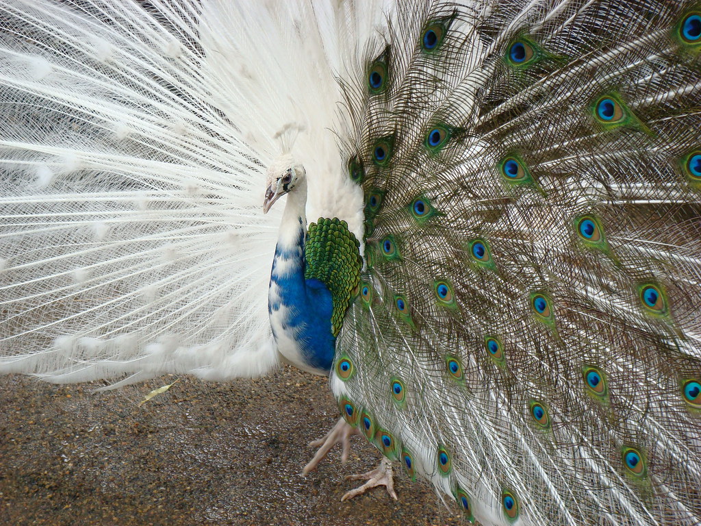 Albino Peacock