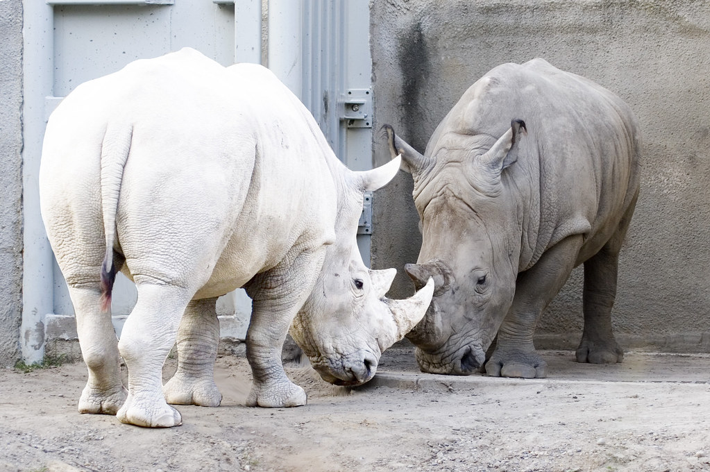 A Rare sight......Albino Rhino