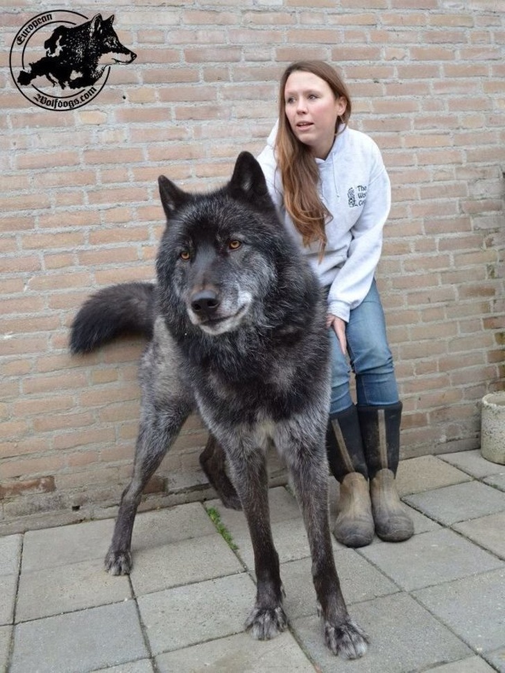 17 Gorgeous Wolfdogs We Want to Hug and Never Let Go