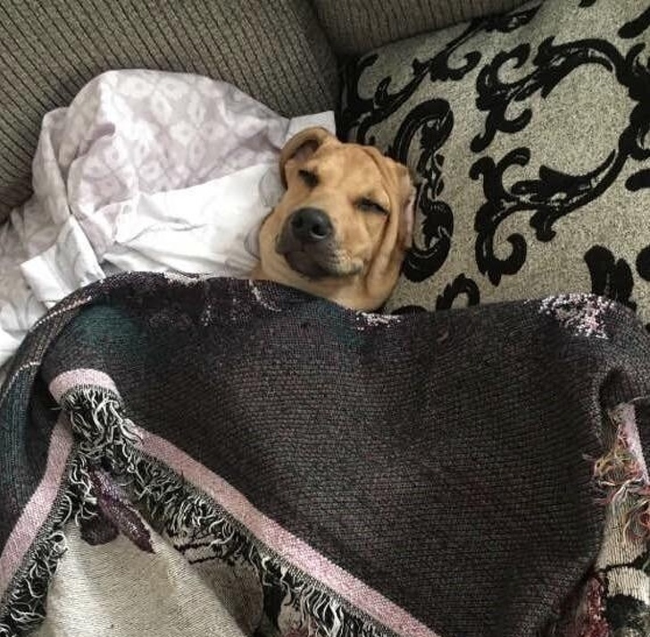 20 People Who Didn’t Want “Those Pets in the House” but Now Can’t Spend a Day Without Them