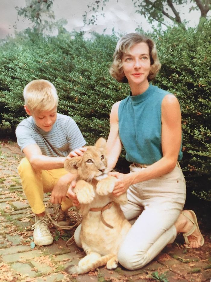 My Dad And His Veterinarian Mother, With Their Pet Lion Which They Raised For Two Years, 1959 My Dad And His Veterinarian Mother, With Their Pet Lion Which They Raised For Two Years, 1959
