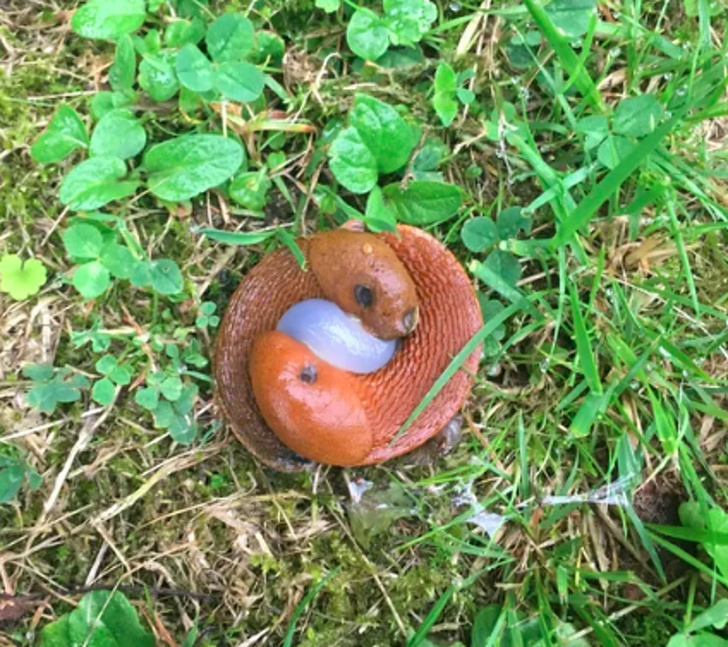 15+ Photos That Can Deceive Anyone at First Glance