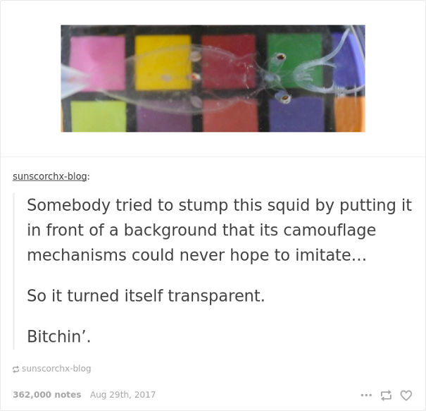 This Squid Knows What's Up This Squid Knows What