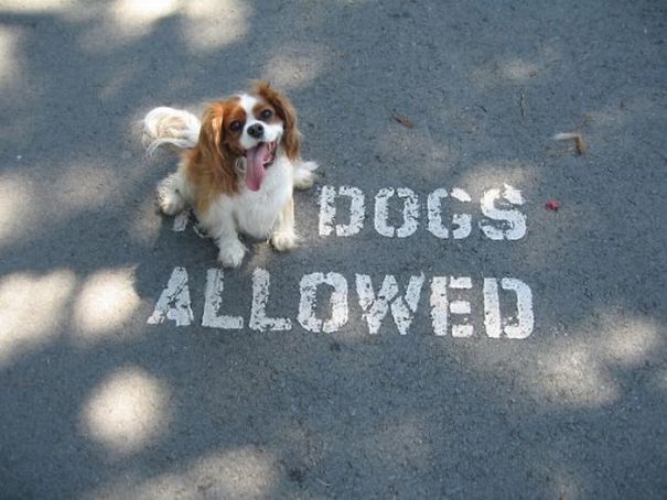 Dogs Allowed Dogs Allowed