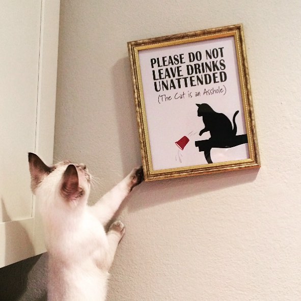 The Cat Is An Asshole The Cat Is An Asshole