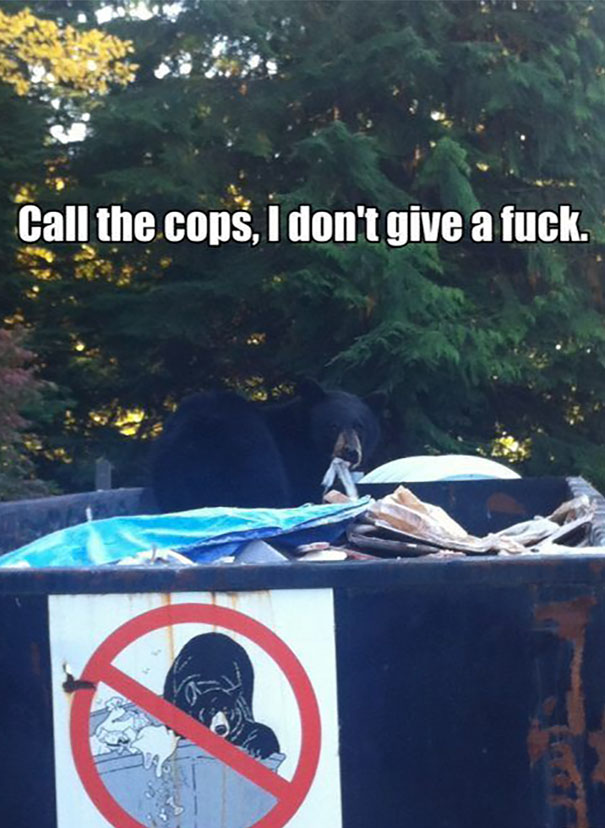 Because Bears Are Rebels Because Bears Are Rebels