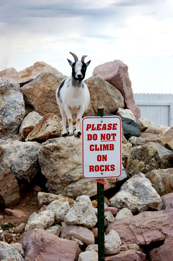 Goats Are Jerks Goats Are Jerks