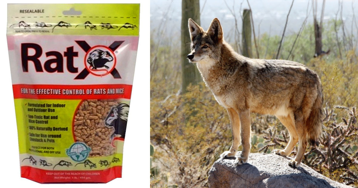 Wild Animals Died After Eating Rodents That Have Ingested Rat Poisoning